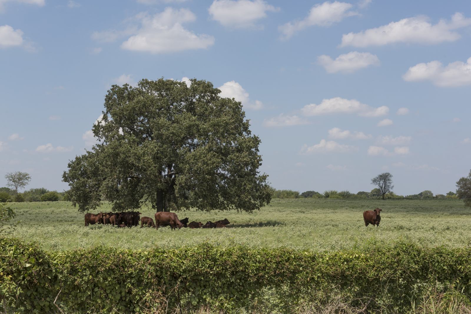 Cattle resting in the shade of a tree in Ellis County, Texas