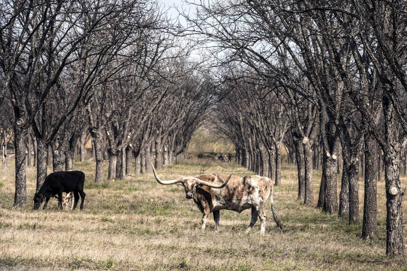 Longhorn cattle grazing in Kinney County, Texas