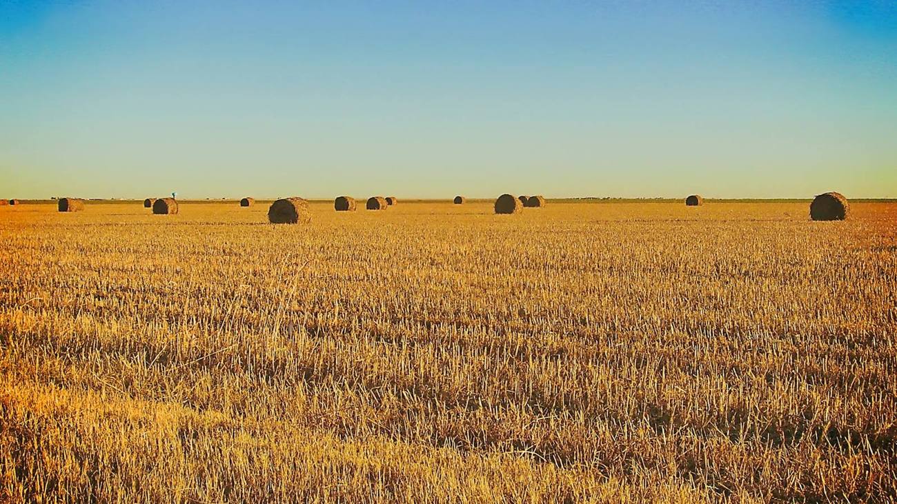 Round hay bales in a harvested field near Amarillo, Texas