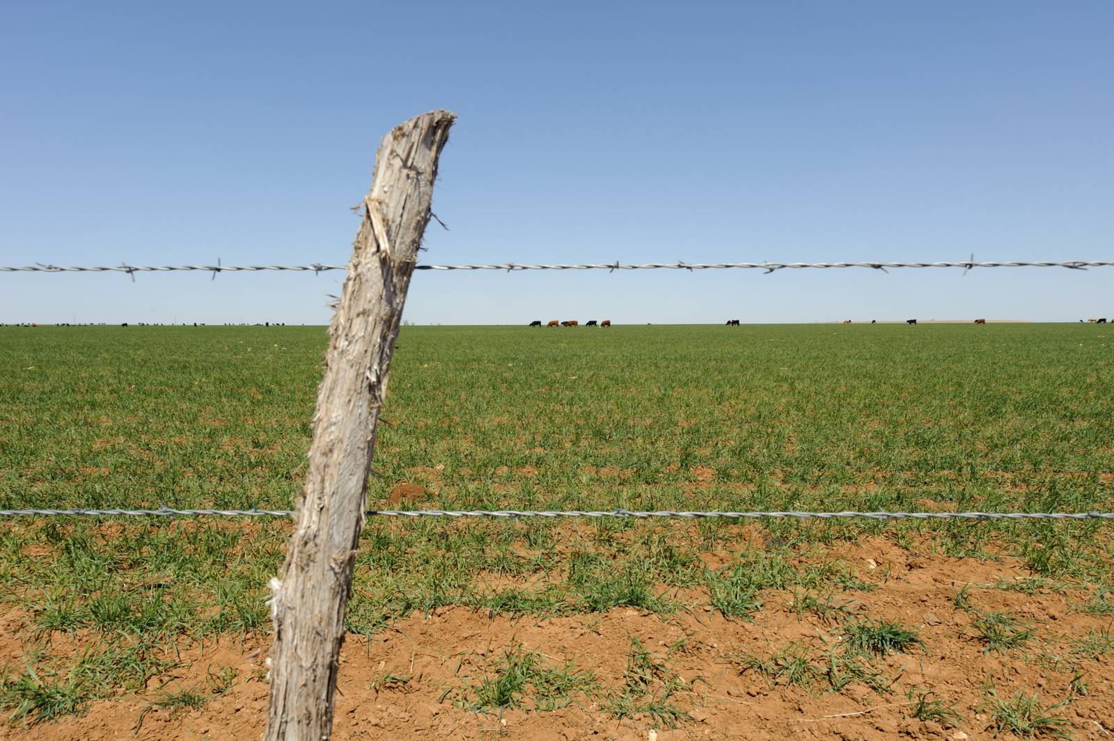 Barbed wire fence around a wheat pasture in Randall County, Texas