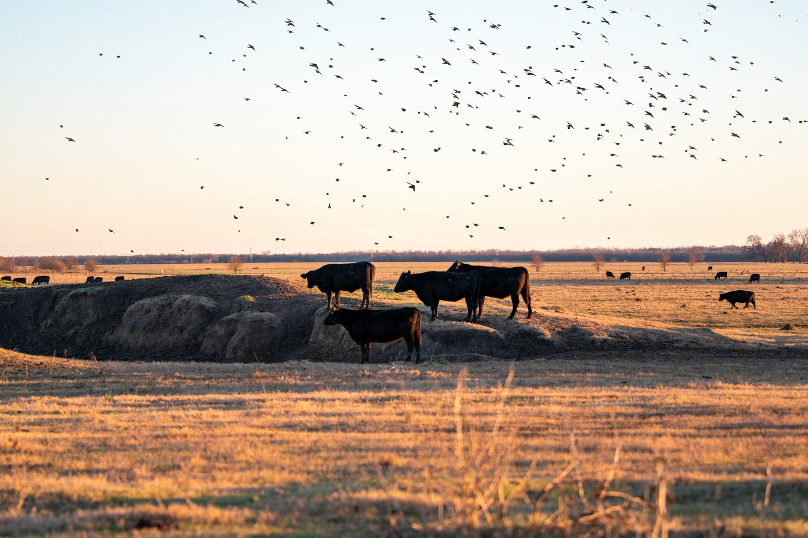 Cattle in a golden pasture near Forney, Texas