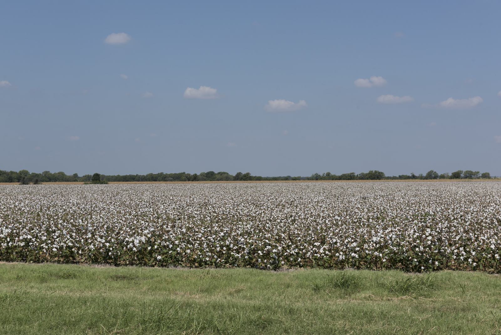 Cotton field in Ellis County near Waxahachie, Texas