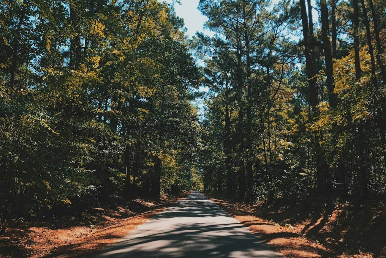 Road through tall pine trees near Palestine, Texas