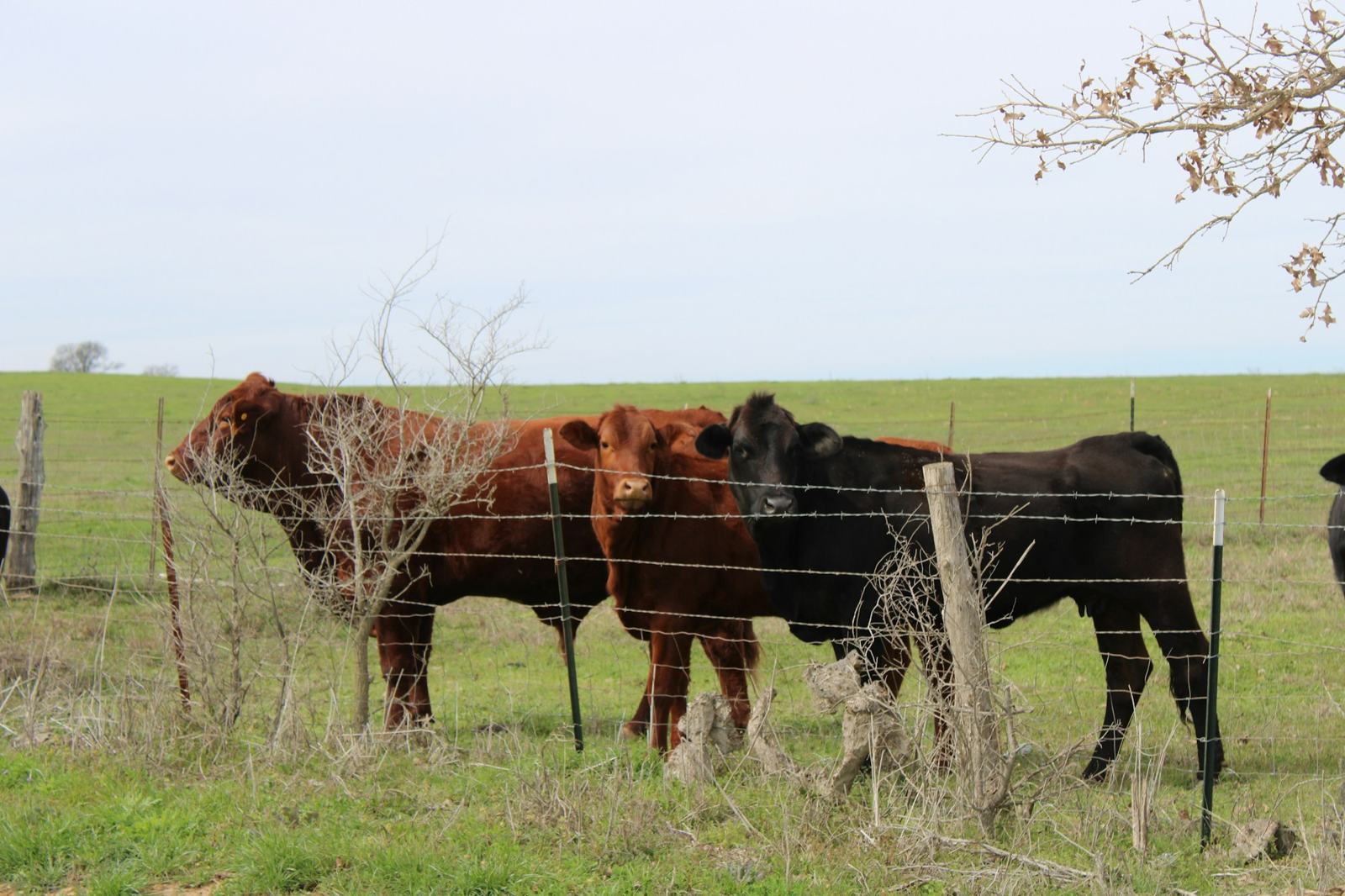 Cattle along a barbed wire fence in a green pasture near Cedar Creek, Texas
