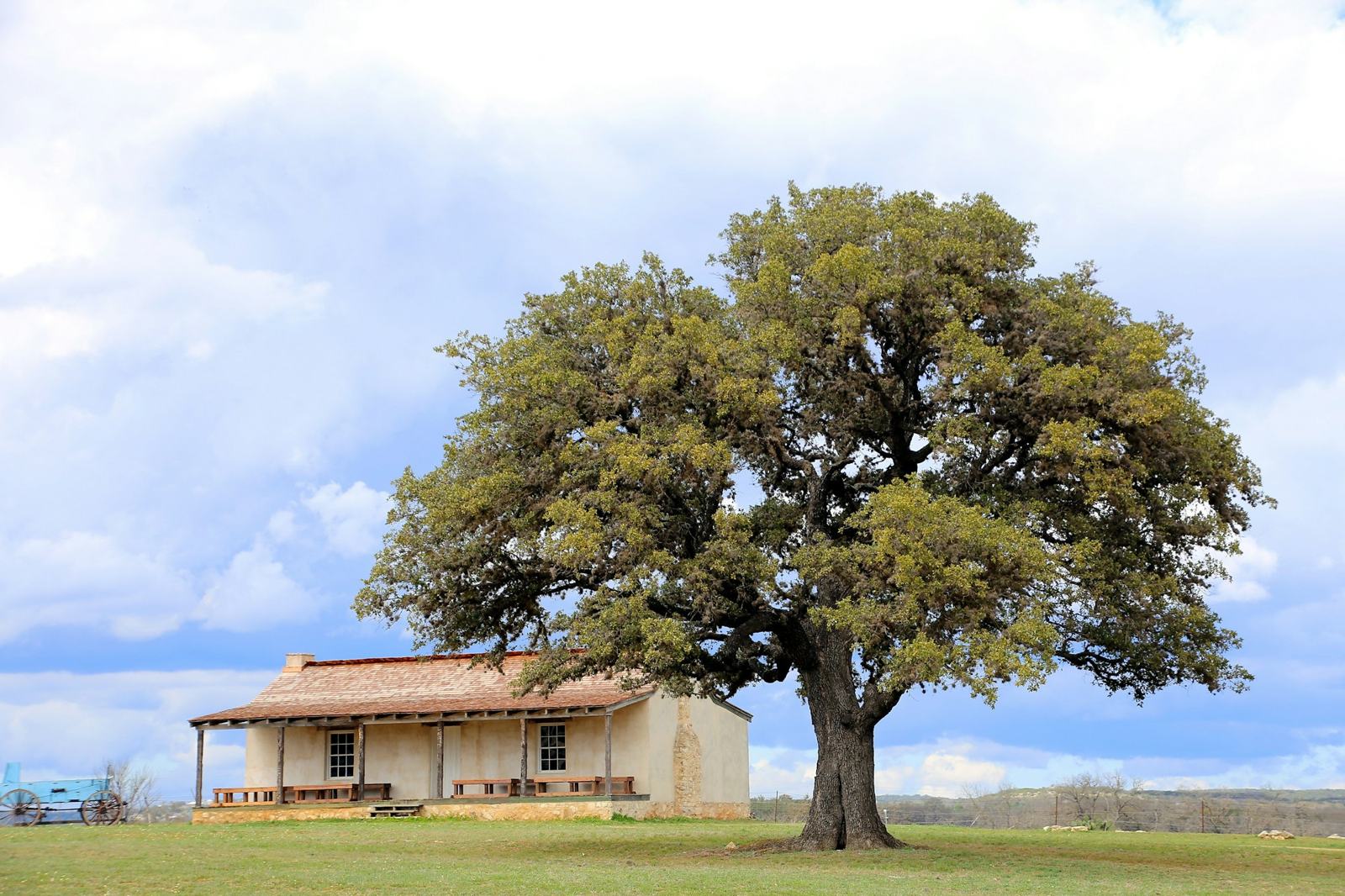 Old Hill Country house under a large oak near Fredericksburg, Texas
