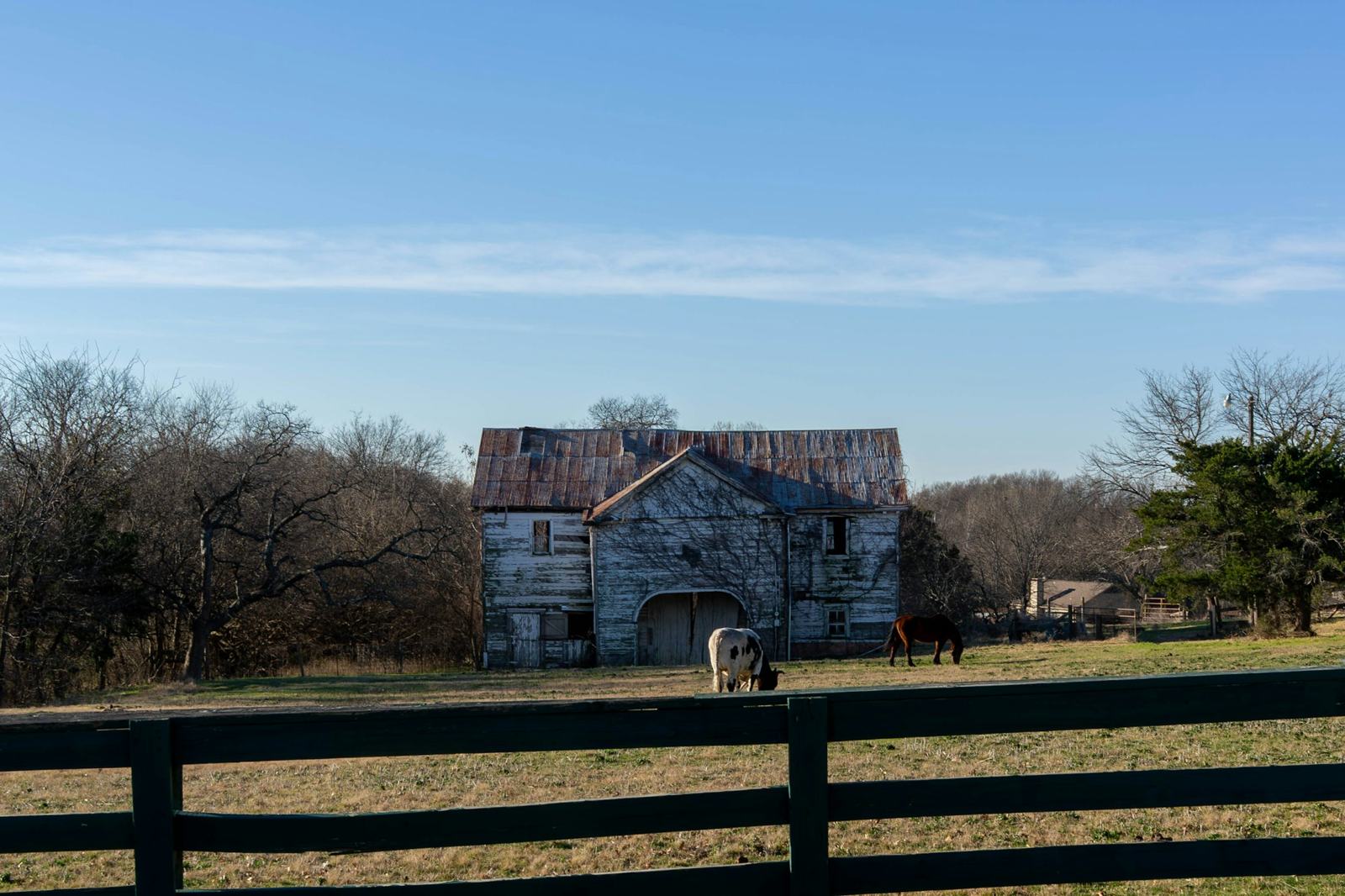Weathered barn, white horse and fence at Finch Park in McKinney, Texas