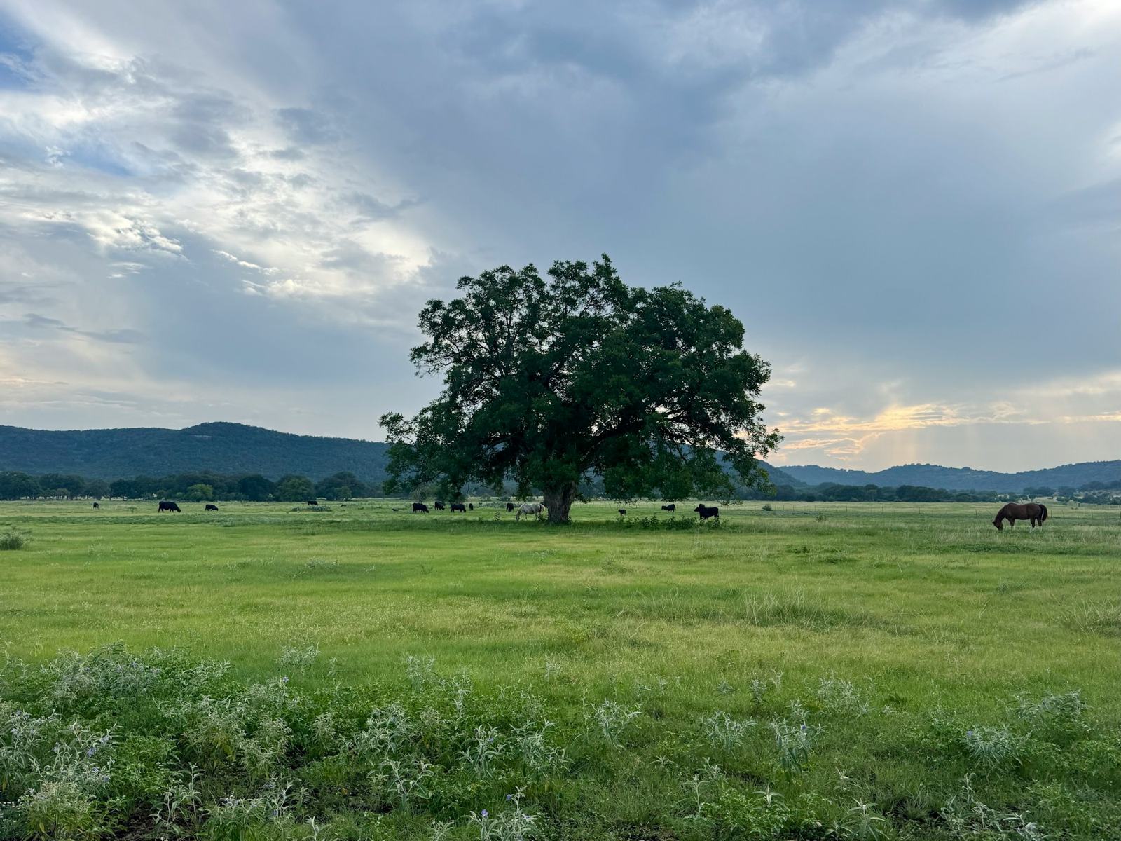 Lone oak in a green pasture near Medina, Texas