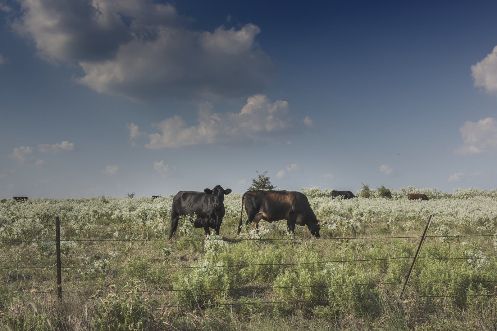 Cows in a wildflower pasture near Greenville, Texas