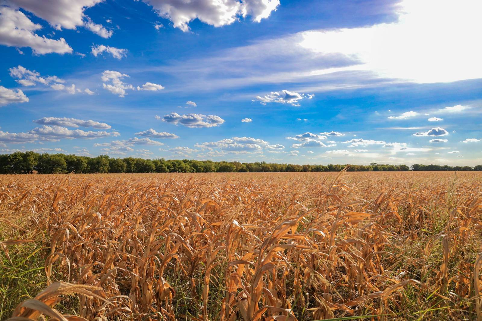 Golden grain field under a big sky near Belton, Texas