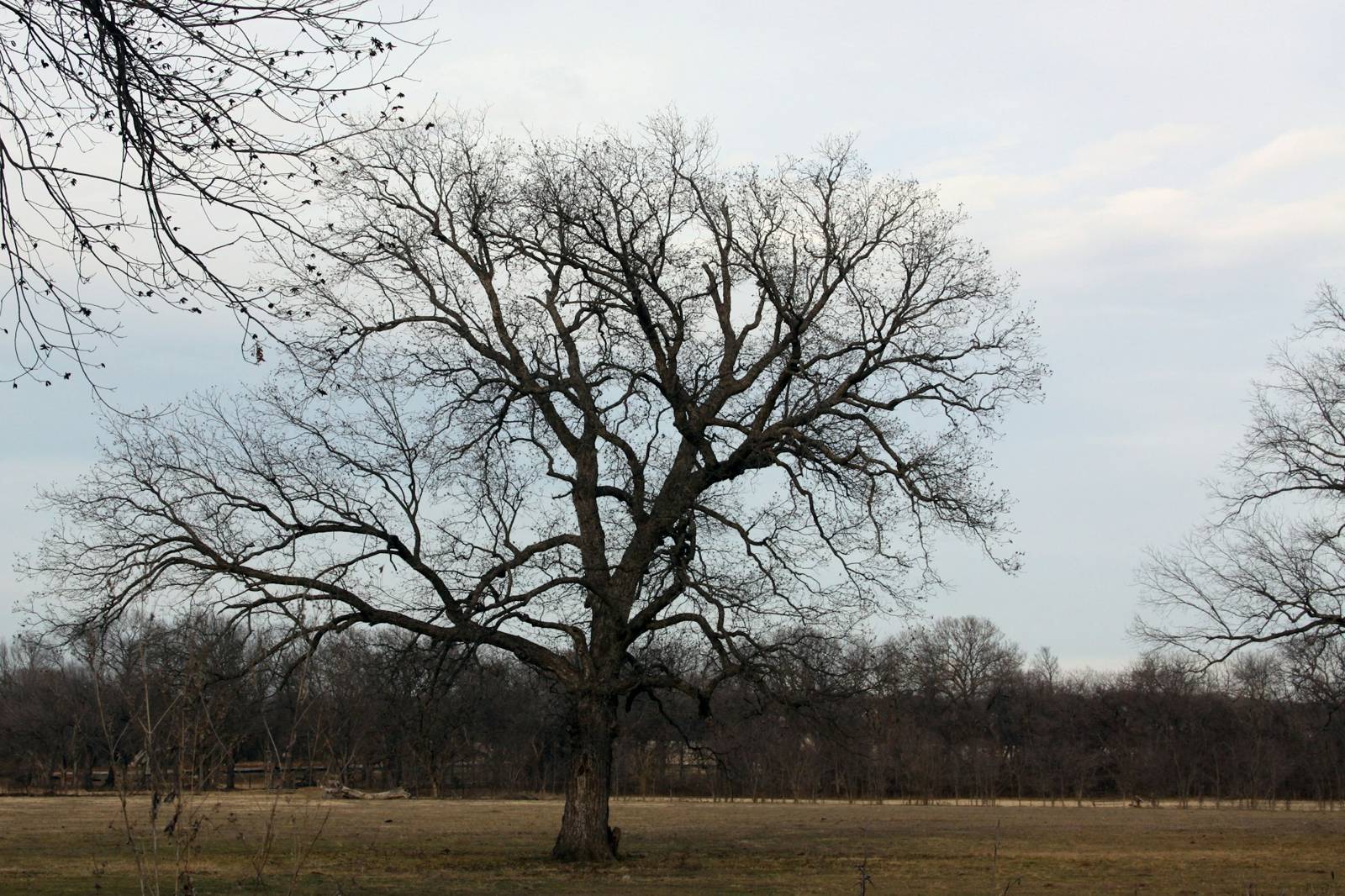 Lone oak in a former cattle field in Denton, Texas